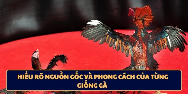 Hiểu rõ nguồn gốc và phong cách của từng giống gà 
